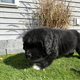 Newfoundland Puppies from Knallhart Kennels