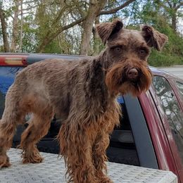 Baxter - Miniature Schnauzer