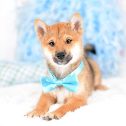 Harley -FULL REGISTRATION INCLUDED- - Red male Shiba Inu puppy in Neosho, Missouri from Kenny Cave K9s