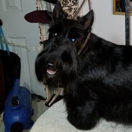 Scottish Terriers from Scottish Terriers at The Rock
