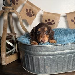 Jade - Cream female Dachshund puppy in New Albany, Mississippi from Double A. Doxies