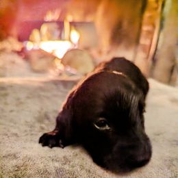 "Timmy" - Black Dachshund puppy in Ontario, Oregon from HayDay Dachshunds