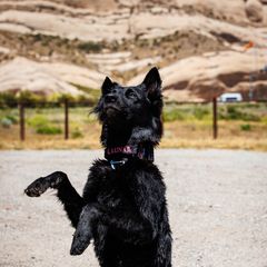 Luna - Belgian Sheepdog