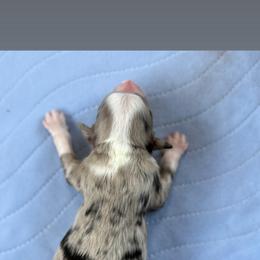 Miniature American Shepherd and Toy Australian Shepherd Puppies from Southern L Aussies
