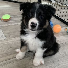 Purple girl - Border Collie puppy in Jonesboro, Arkansas from Hampton Border Collies
