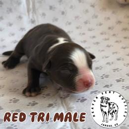 Keenan - Red tri male Miniature Australian Shepherd puppy in Jaroso, Colorado from Heaven Sent Aussies