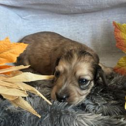 Dachshund Puppies from Buckwild Doxies