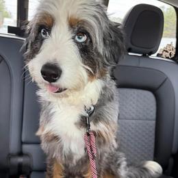 Ellie - Australian Mountain Doodle
