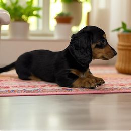 Chihuahua and Dachshund Puppies from Little Pawz, LLC