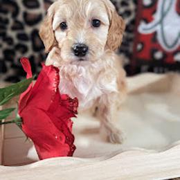 Aussiedoodle, Australian Shepherd, Bernedoodle, Cockapoo, and Poodle Puppies from Sis' Doodles & Poodles
