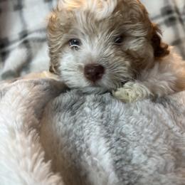 Ginger - Red sable female Havanese puppy in Starr, South Carolina from Home with Havanese