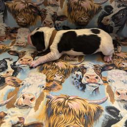 Boy 3 - Black white and tan male English Springer Spaniel puppy in Braidwood, Illinois from A & R Springers