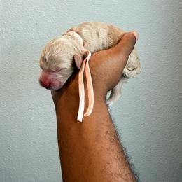 Sweden - Apricot female Goldendoodle puppy in Houston, Texas from Were The Mack'Doodles