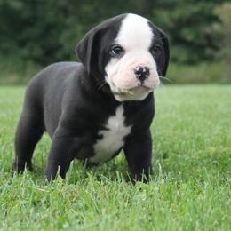 Girl 3 - female Alapaha Blue Blood Bulldog puppy in Grafton, Ohio from Eclipse Alapaha Kennels