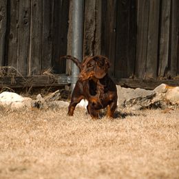 Khloe - Chocolate and tan female Dachshund puppy in Haslet, Texas from TG Dachshunds