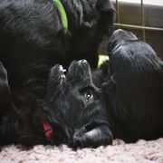 Flat-Coated Retriever Puppies from DesertFire Flat-Coated Retrievers