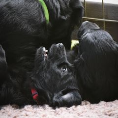 Flat-Coated Retriever Puppies from DesertFire Flat-Coated Retrievers
