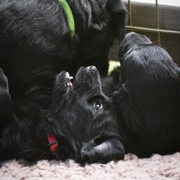 Flat-Coated Retriever Puppies from DesertFire Flat-Coated Retrievers