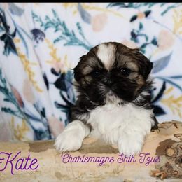 Shih Tzu Puppies from Charlemagne Shih Tzus
