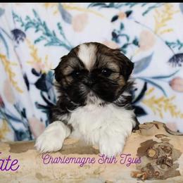 Shih Tzu Puppies from Charlemagne Shih Tzus