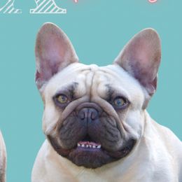 Daisy - French Bulldog