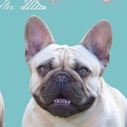 Daisy - French Bulldog