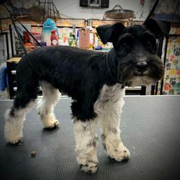 Monty - Parti male Miniature Schnauzer puppy in Newark, Ohio from Tuckered Out Schnauzers