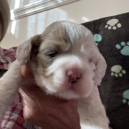 Girlie - Buff and white female Cocker Spaniel puppy in Sewell, New Jersey from Della Luna Cocker Spaniels Puppies
