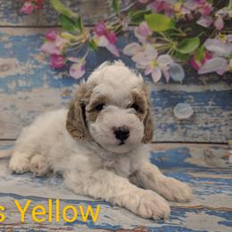Goldendoodle puppies from Robertson's Retrievers and Doodles