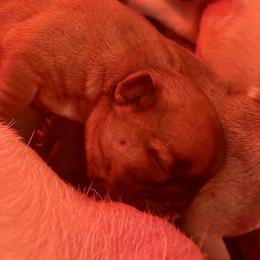 Nick - Fawn male French Bulldog puppy in Kalispell, Montana from Grace & Grit Frenchies