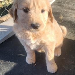 Maple(Pink Collar) - Red female Companion Cross puppy in Richmond, Missouri from Natalie's Happy Fur Paw's