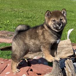 Vaughn - Sesame male Shiba Inu puppy in Newberry, Michigan from Day Dream Akita & Shiba Inu