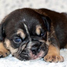 Willy - Black tri-color male Bulldog puppy in Winnsboro, Texas from JP Ranch Bulldogs