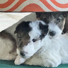 Wire Fox Terrier Puppies from Rick Cavanaugh