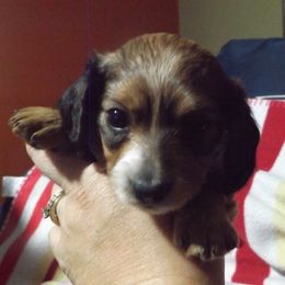 Dachshund Puppies from Molly Dolly's Miniature Dachshunds