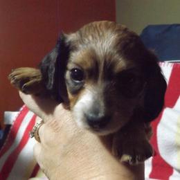 Dachshund Puppies from Molly Dolly's Miniature Dachshunds