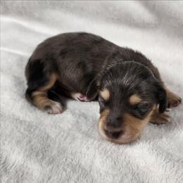 Tatter - Dapple male Dachshund puppy in Anaconda, Montana from Williams Family Dachshunds