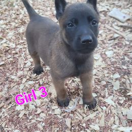 Girl 3 - Mahogany female Belgian Malinois puppy in Corpus Christi, Texas from Heavenly Firefly Belgian Malinois