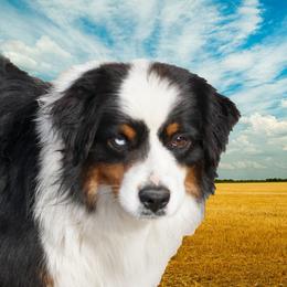 Marcel - Miniature American Shepherd