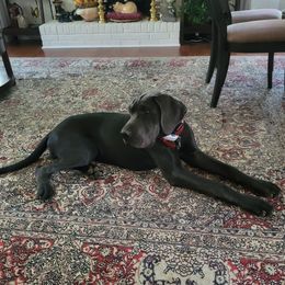 Fiona - Great Dane