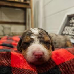Purple collar - Merle female Bernedoodle puppy in Shelby, North Carolina from Forever Grateful Doodles