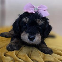 Peep - Phantom female Goldendoodle puppy in Decatur, Tennessee from Diamond's Doodles