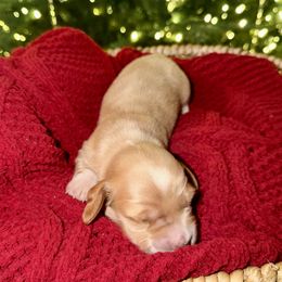 Girl 3 - female Dachshund puppy in Denair, California from Doxie Lux