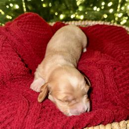 Girl 3 - female Dachshund puppy in Denair, California from Doxie Lux