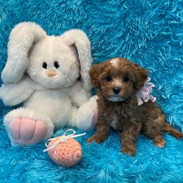Little Lady - Blenheim female Cavapoo puppy in Taft, Tennessee from Knight Pups