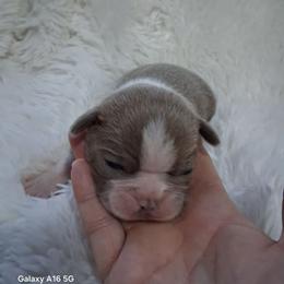 Cody - Lilac male Boston Terrier puppy in Catawba, North Carolina from Lil Wiggles Boston Terriers