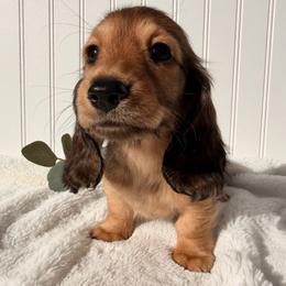 Shaded Red - Red female Dachshund puppy in Nampa, Idaho from Long_and_Low_Dachshunds