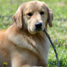 Chesapeake Bay Retrievers and Golden Retrievers from Echo Valley Kennels