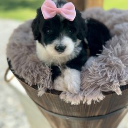 Bernedoodle and Goldendoodle Puppies from Cozy Creek Doodles