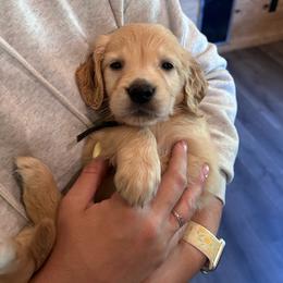 Merle - Light golden male Golden Retriever puppy in Hendersonville, North Carolina from Apple Country Retrievers
